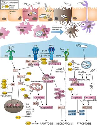 Host Cell Death Responses to Non-typhoidal Salmonella Infection